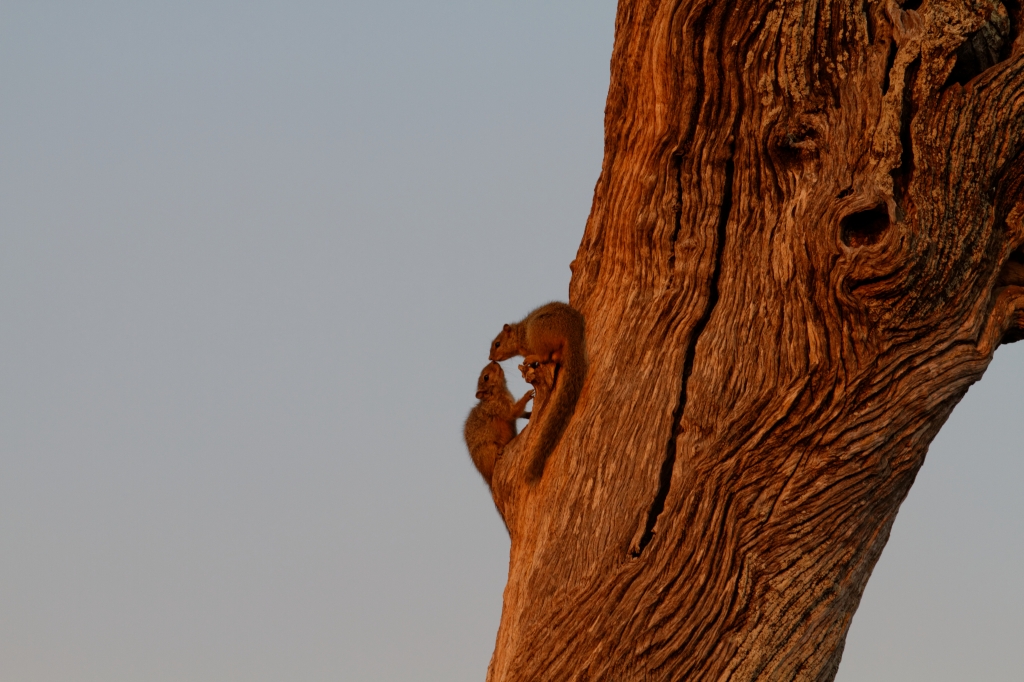 08 - Kruger NP (50).jpg